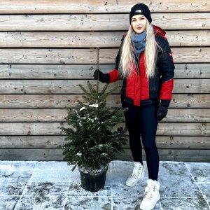 Normandská jedľa (Abies Nordmanniana) - výška: 60-80 cm, kont. C7.5L